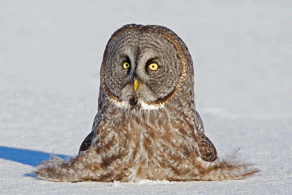 The Great Grey Owl