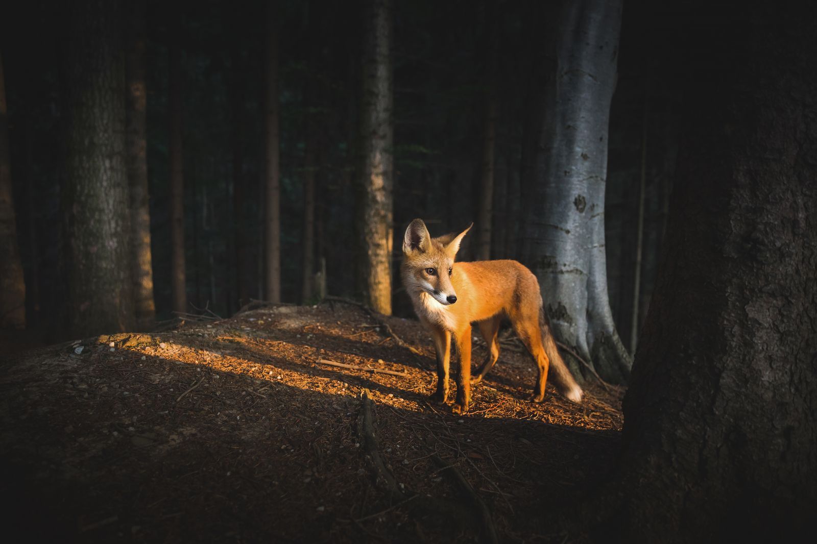 This fox in the woods.