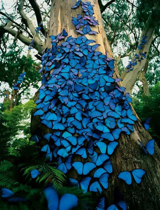 Magnificent Butterflies On A Tree