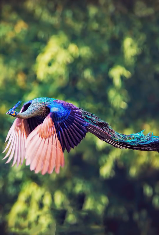 Majestic Peacock In Flight