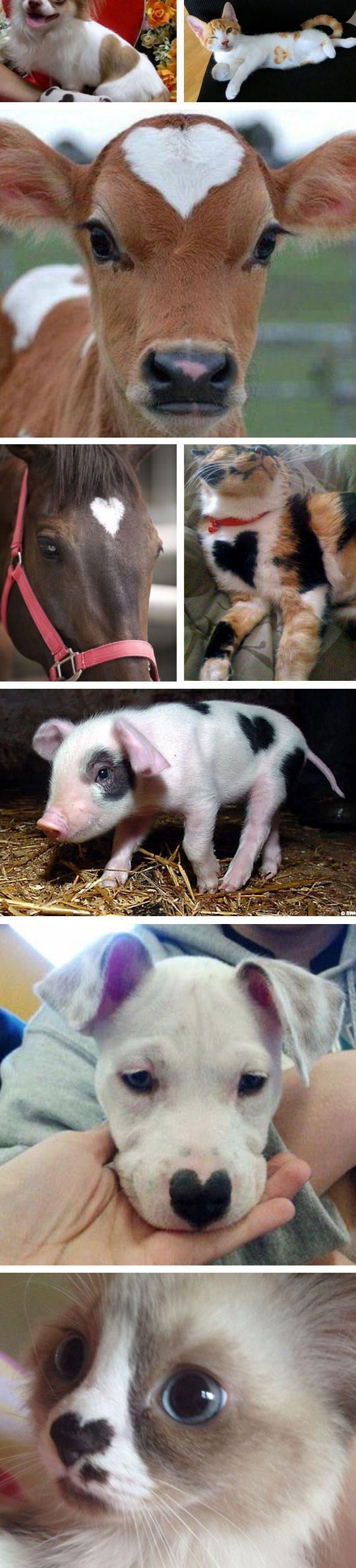 Heart Markings On Animals