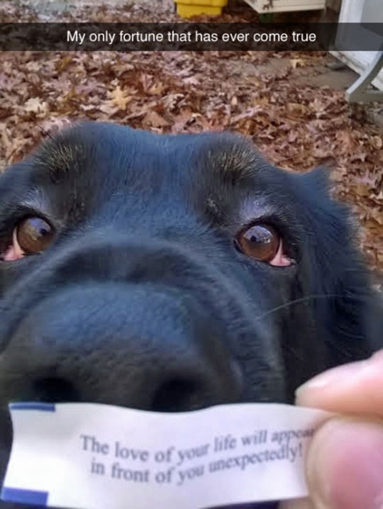 cool-dog-fortune-cookie-eyes