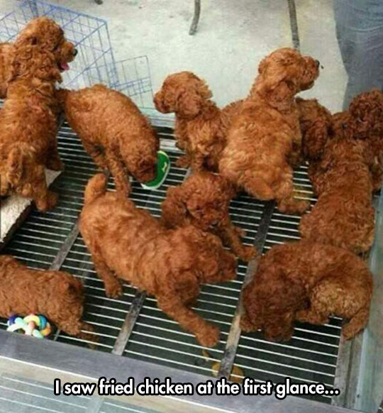 cool-puppies-lookalike-fried-chicken