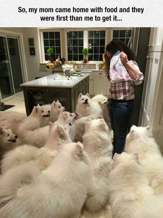More Dogs Than You Can Handle