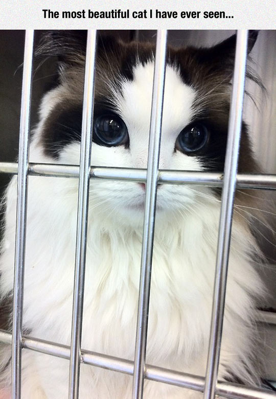 Someone Release This Beauty