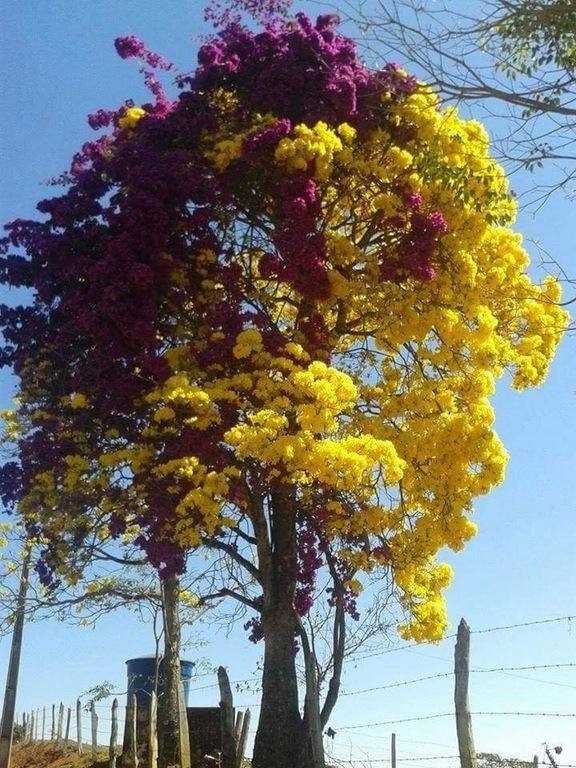 Two very extreme colours on this tree