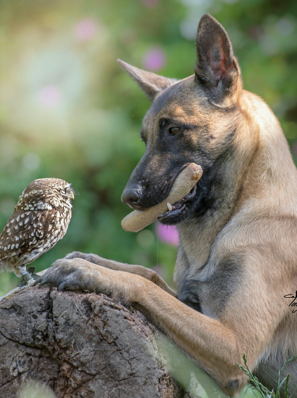 Unlikely friendship