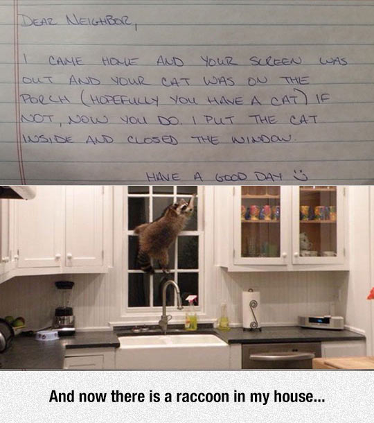 cool-raccoon-note-neighbor-kitchen