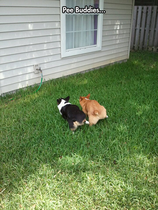 cute-dogs-peeing-grass-yard