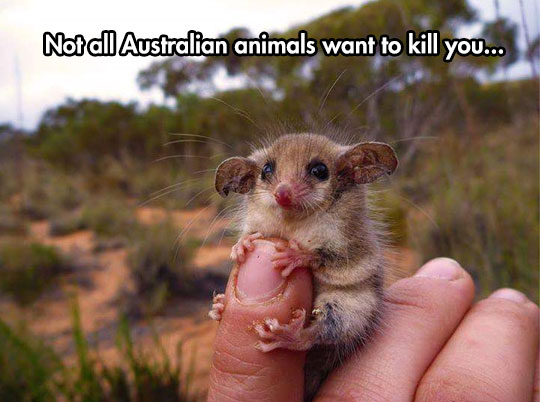 A Cute Western Pygmy Possum