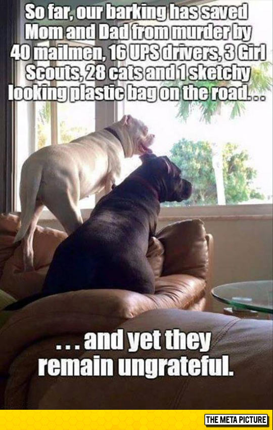 funny-dog-saving-life-mailman