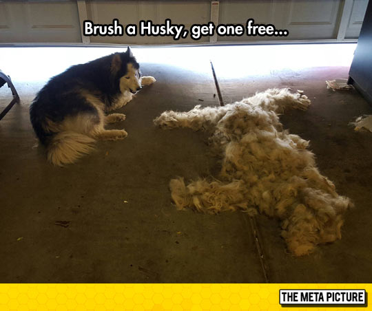 funny-husky-dog-fur-brush