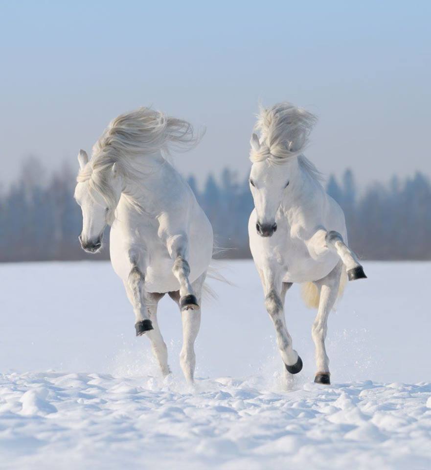 Just horsing around