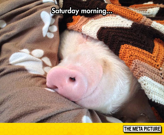 funny-pig-blanket-adorable-sleeping