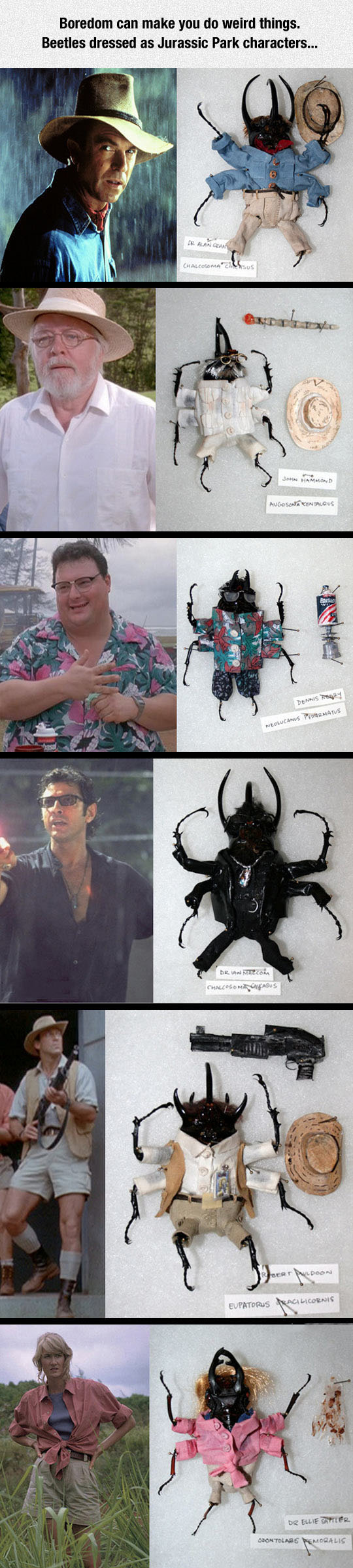 Beetles As Jurassic Park Characters
