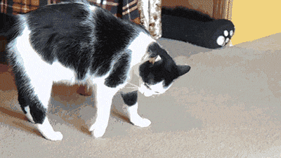 Catobots, roll out