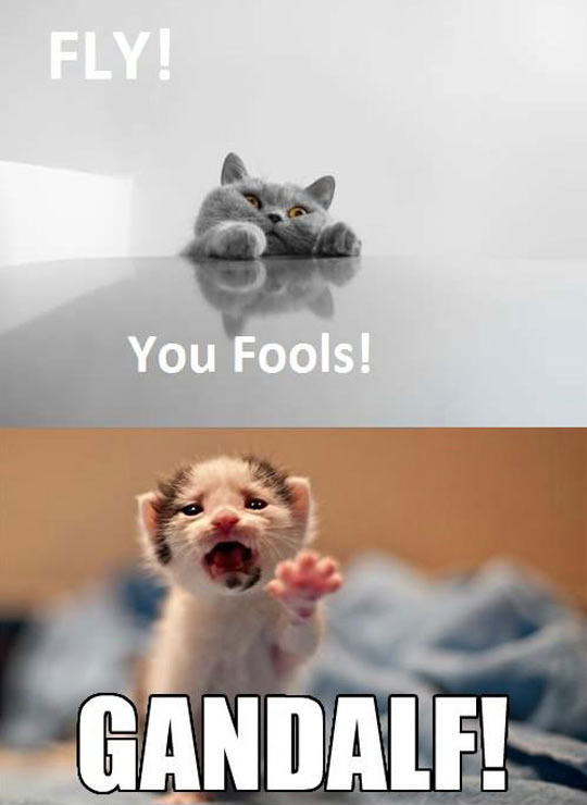 The Lord Of The Kittens