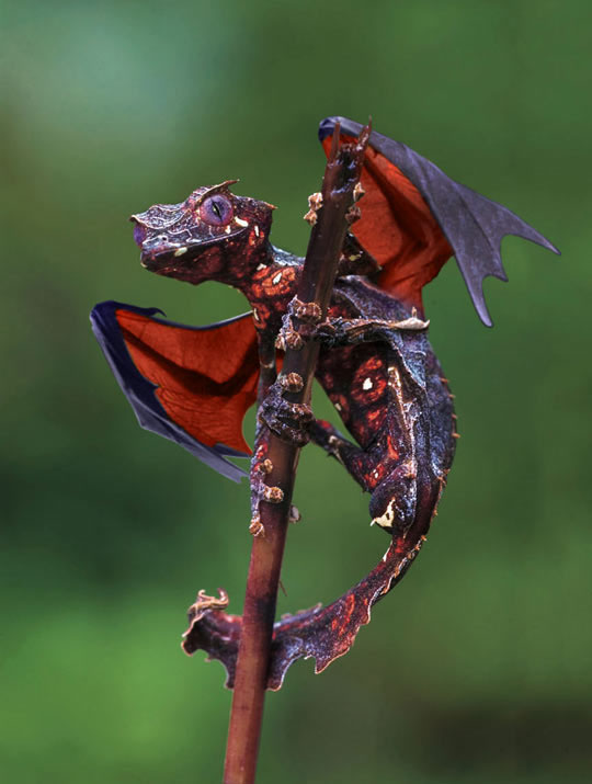 The Satanic Leaf Tailed Gecko With Flying Fox Wings