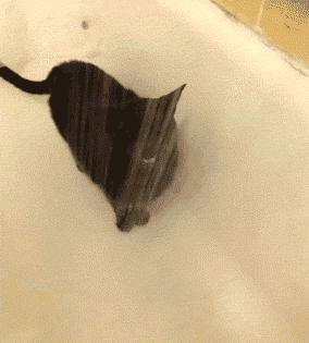 typical cat