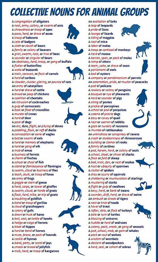 Collective Nouns For Different Animals