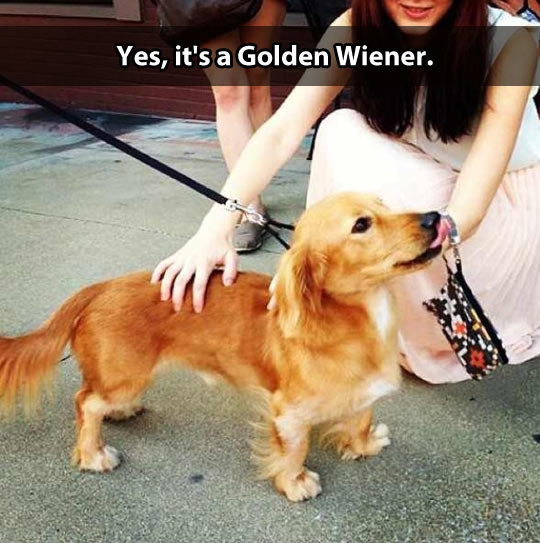 Golden Wiener Mix