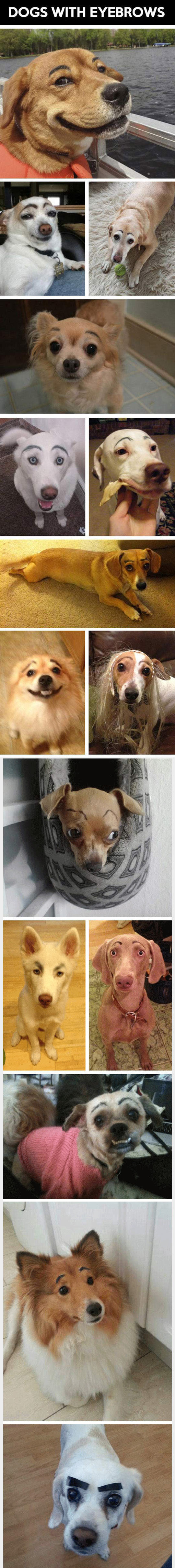 If Dogs Had Eyebrows