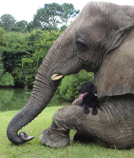 This Elephant’s Best Friend