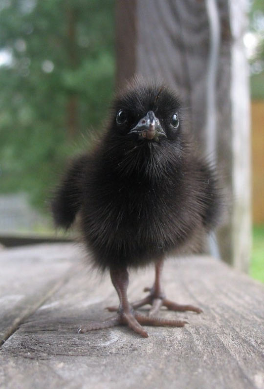 What A Baby Raven Looks Like