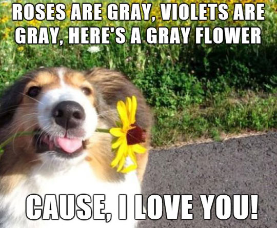 When A Dog Writes A Poem