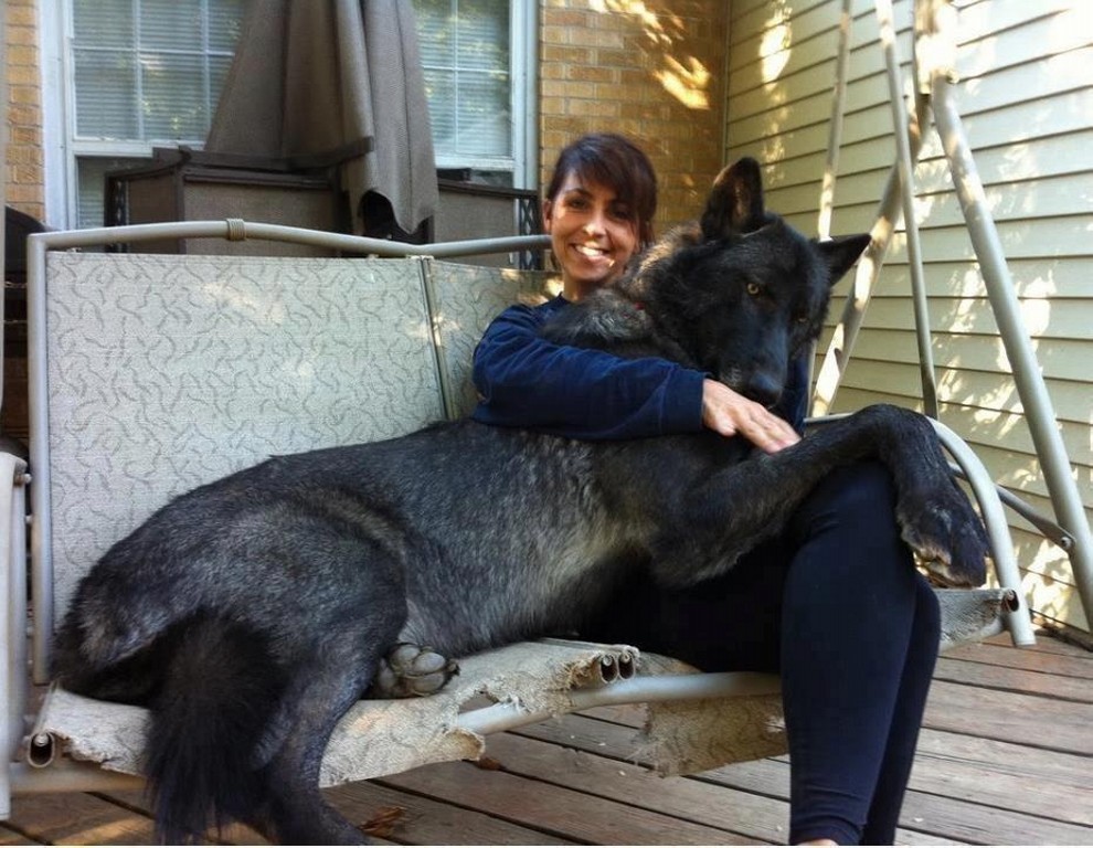 Wolves are big