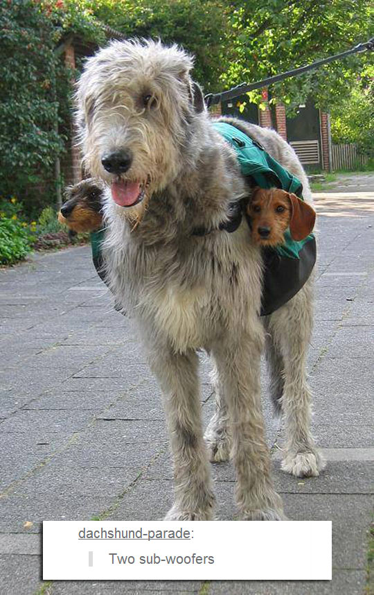 cool-big-dog-puppy-woofers