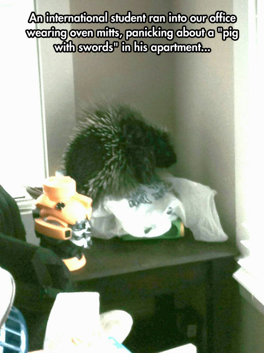cool-porcupine-boy-screaming-apartment