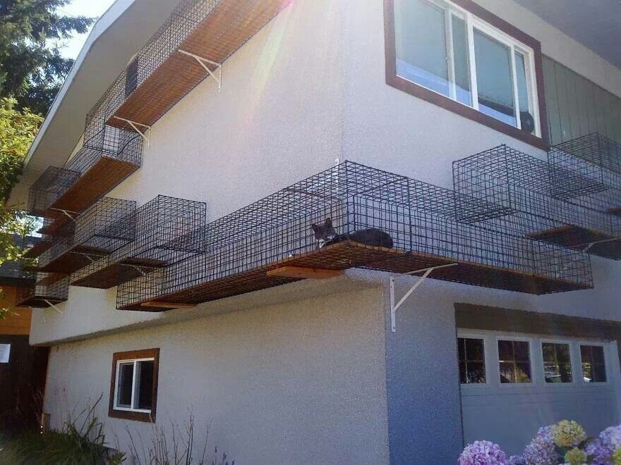 Epic outdoor cat run
