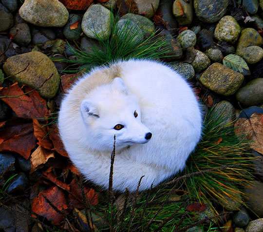 Magnificent Arctic Fox