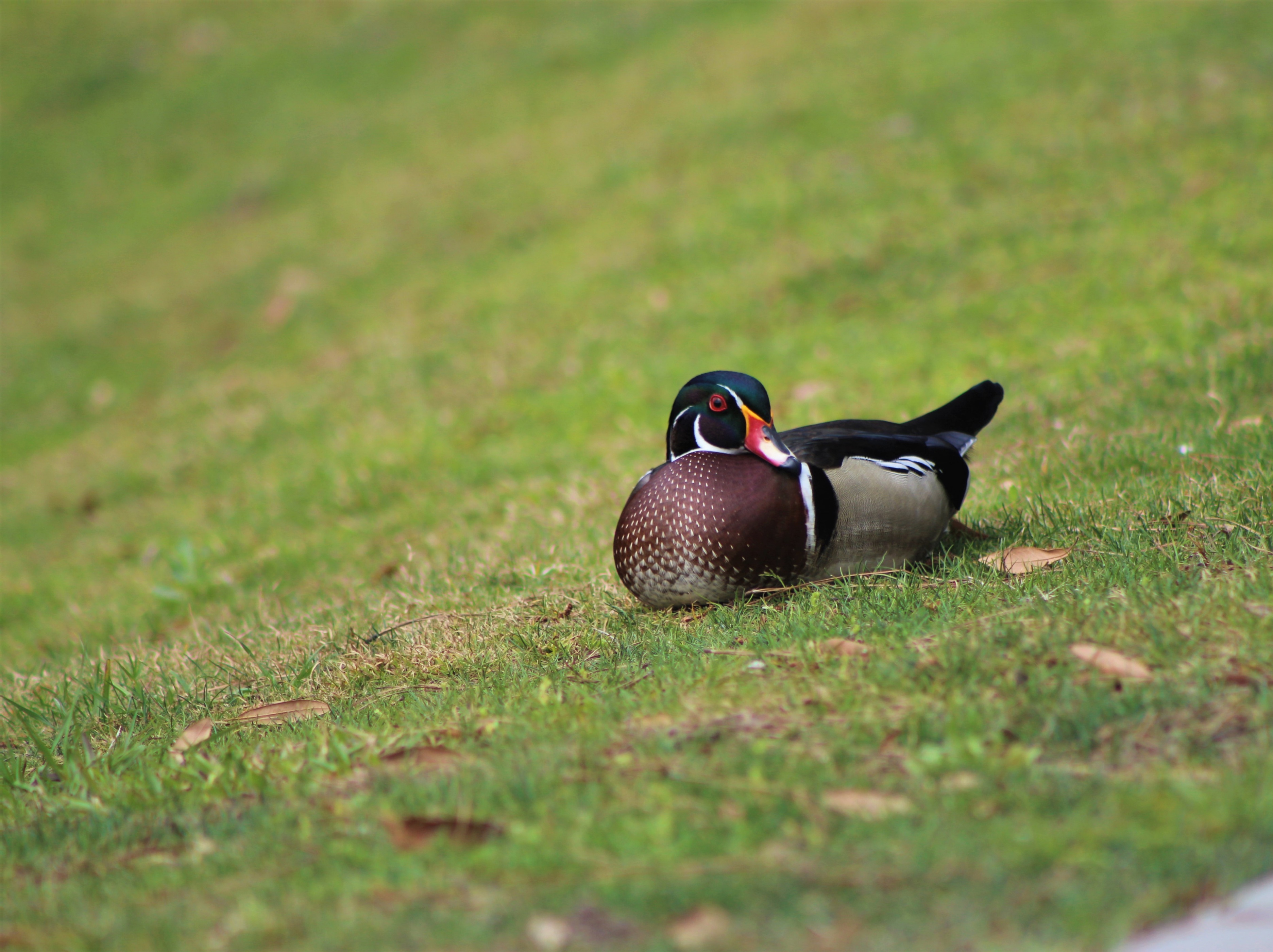 This little wood duck