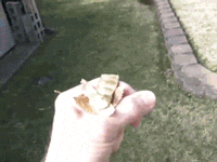 Clever Hummingbird Gets Its Prize By Becoming A Mini Leaf Blower