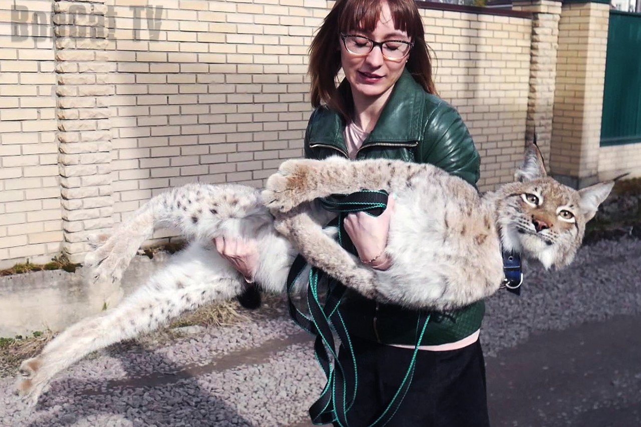 Cute lynx