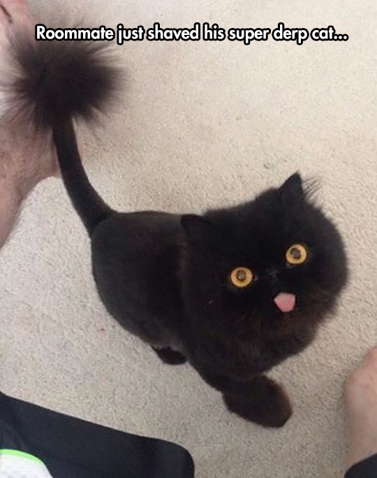 Such Beautiful Derpiness