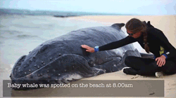cool-gif-whale-stranded-rescue.gif