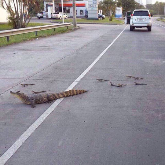 funny-crocodile-family-road