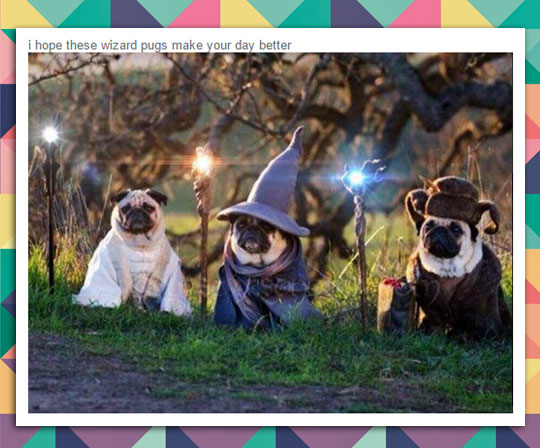 funny-pug-dogs-costume-LotR