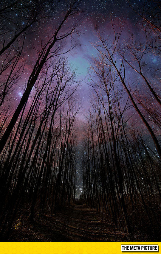 Nighttime Stroll Through The Woods