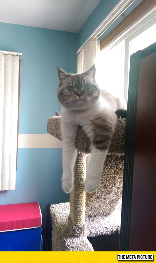 cute-cat-big-blue-eyes-fluffy