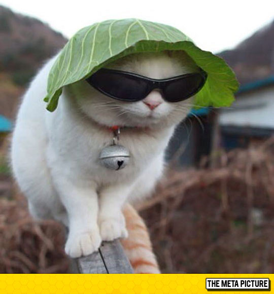 Just A Cat With A Lettuce Hat