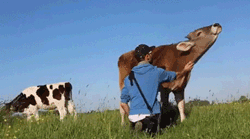 Cows Are Sweet When You Treat Them Nicely