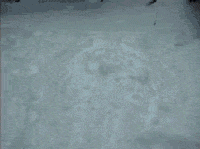 funny-gif-dog-buried-snow-playing