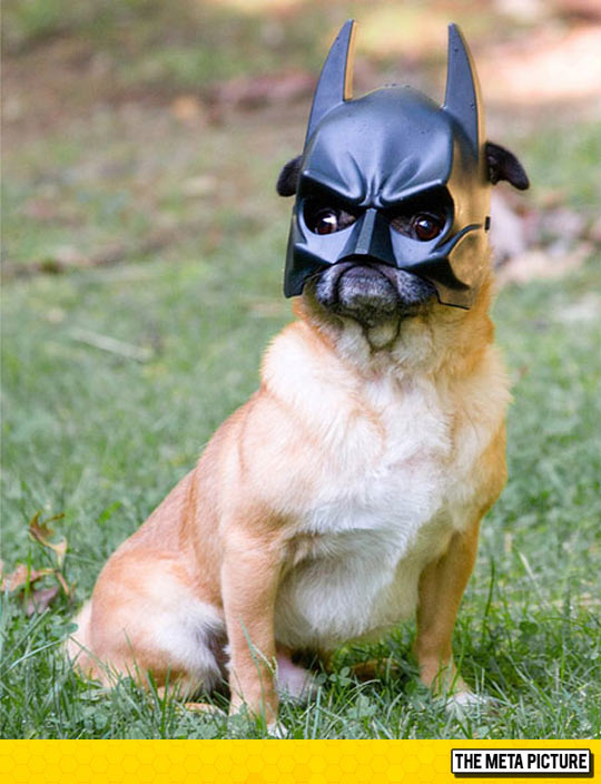 cool-dog-puppy-Batman-mask-costume