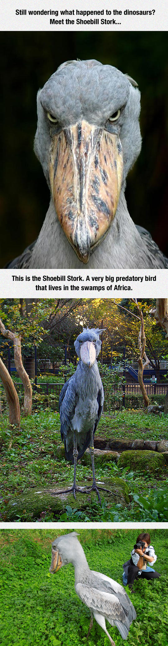 Meet The Shoebill Stork