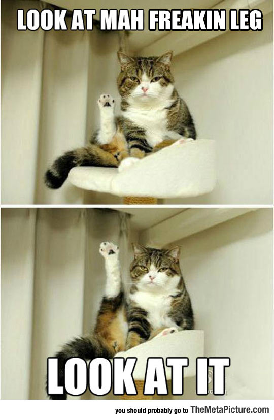 cool-cat-fabulous-leg