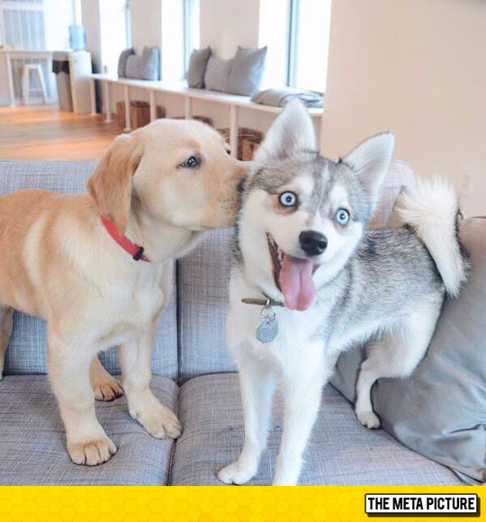 cute-husky-puppy-blue-eyes-kiss